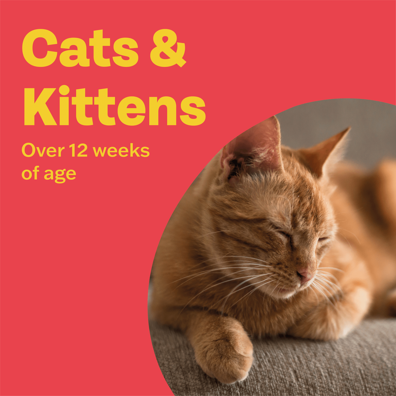 Bob Martin Wormer Spot - On Solution for Cats & Kittens Praziquantel 20mg 2 x 0.5ml - UK Food & Drink - 5011914202744